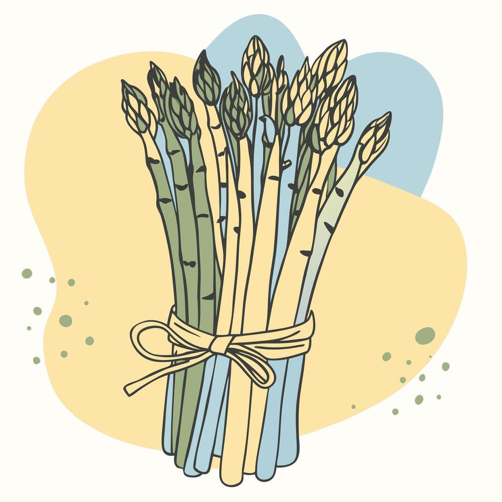 A bunch of asparagus is tied up in a bag vector