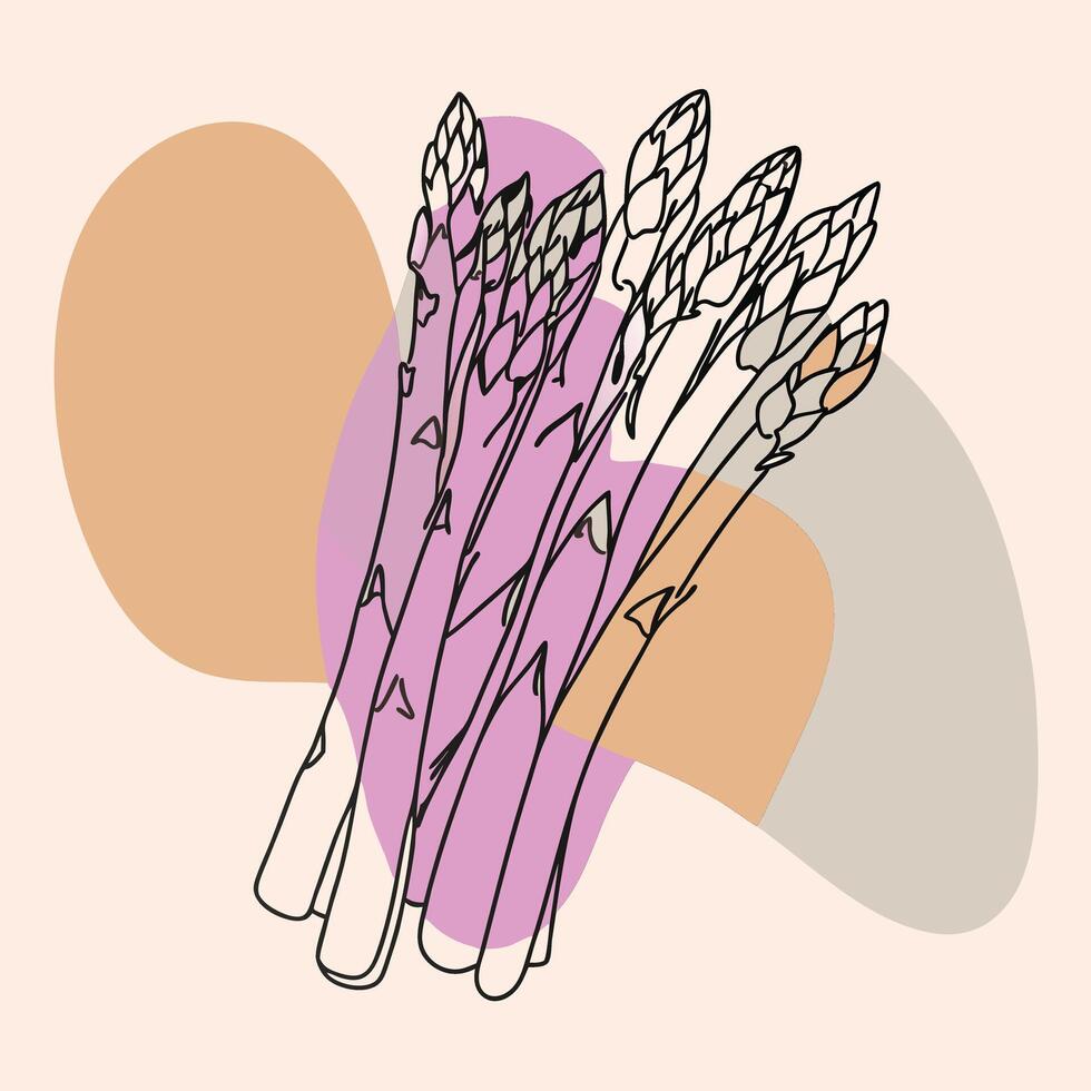 Asparagus line art illustration vector