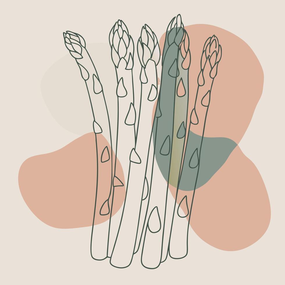 Asparagus illustration in color blobs vector