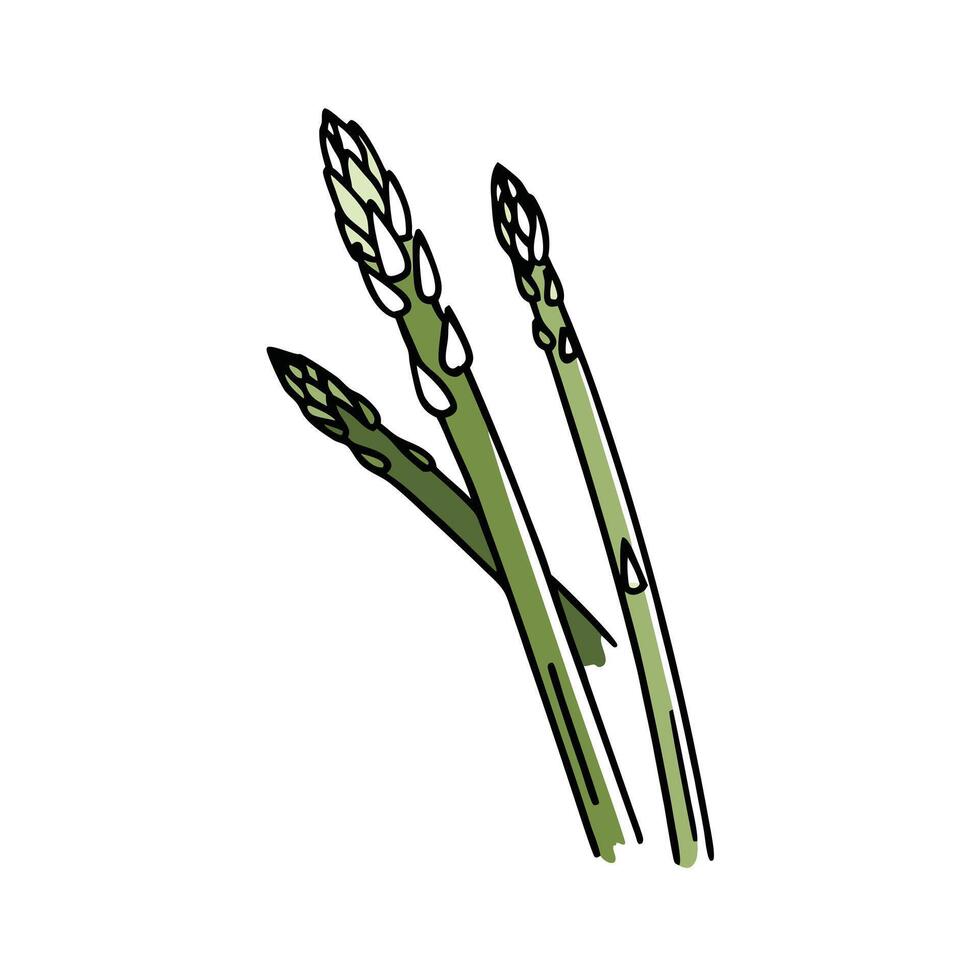 Asparagus illustration artwork vector