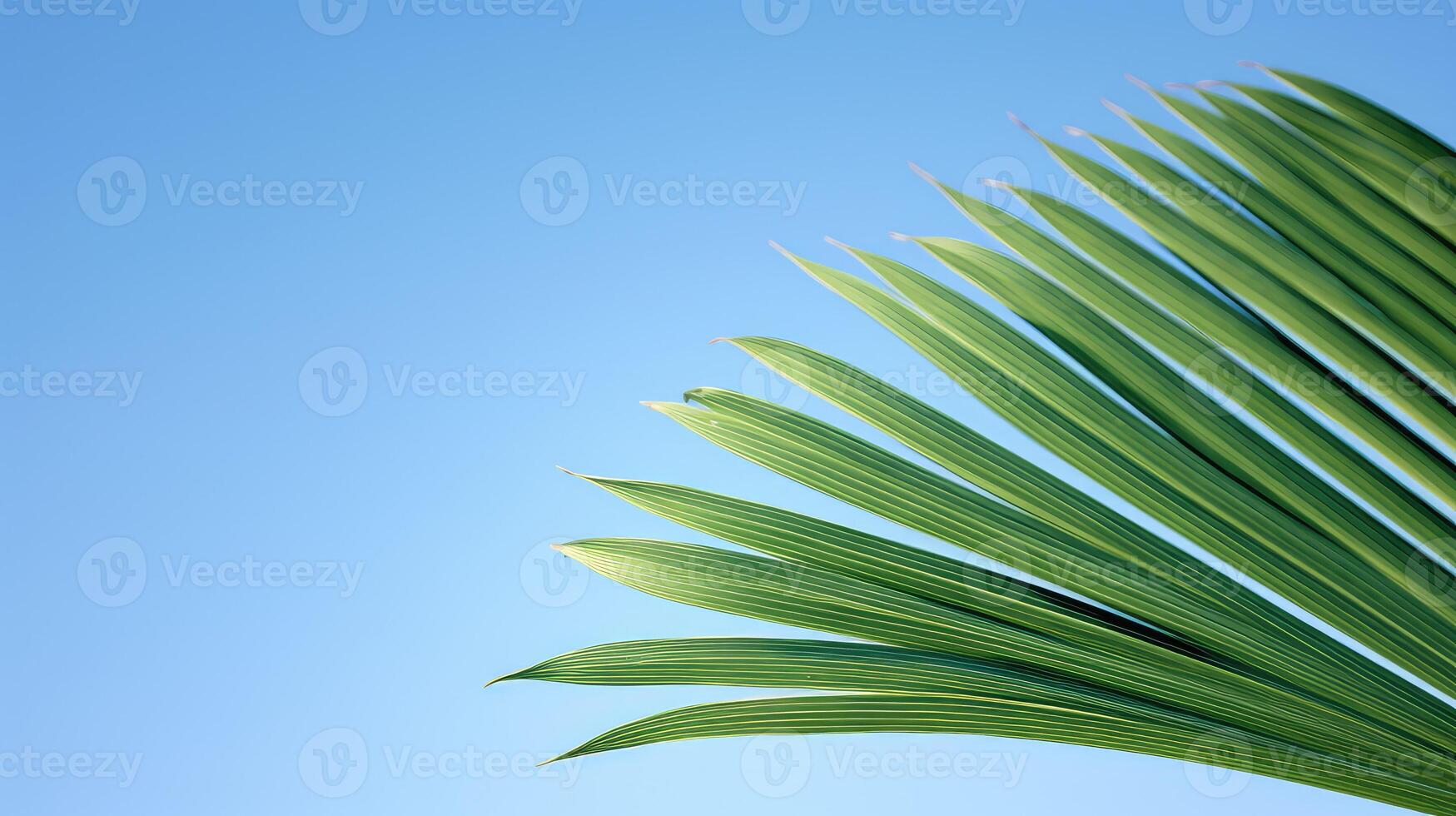 palm e leaf photo