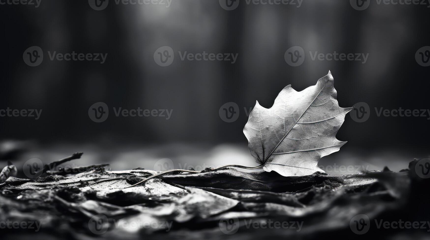 fallen black and white leaf photo
