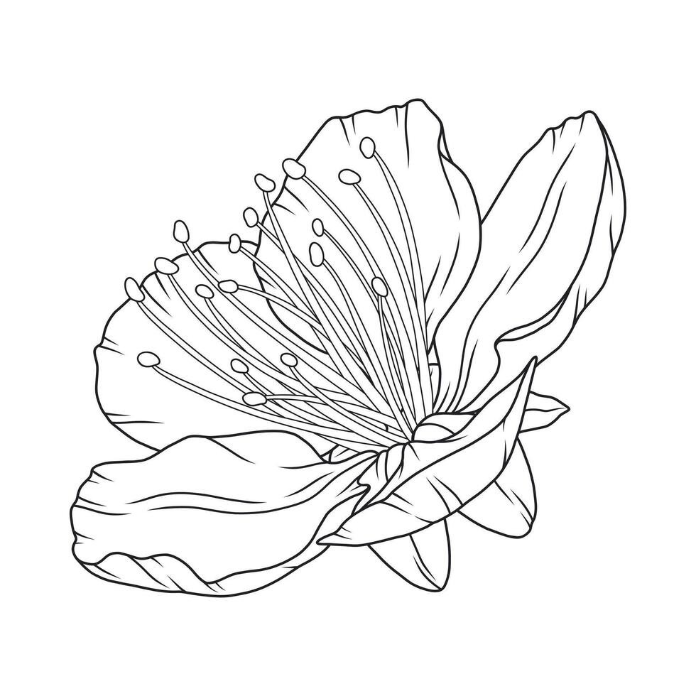 Beautiful apricot flower, graceful thin line. Japanese sakura blossom. Hand drawn cherry or plum bloom sketch, vector