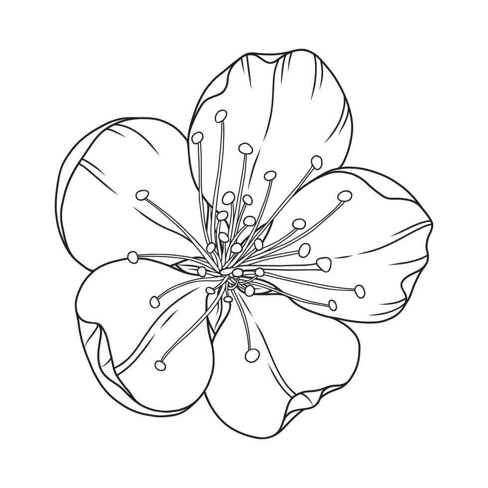 Beautiful apricot flower, graceful thin line. Japanese sakura blossom. Hand drawn cherry or peach bloom sketch, outline vector