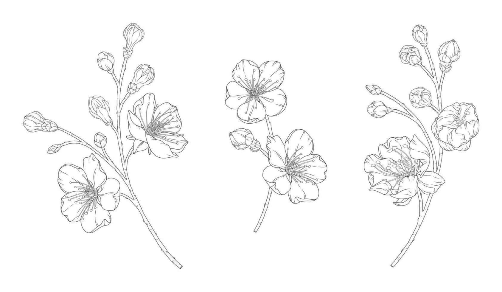 Apricot blossoms, set of beautiful branches in graceful thin line. Japanese sakura flowers outline. Hand drawn sketch of cherry or plum blossom branch vector