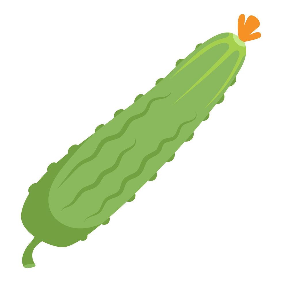 Cucumber Hand Drawn Illustration on White Background vector