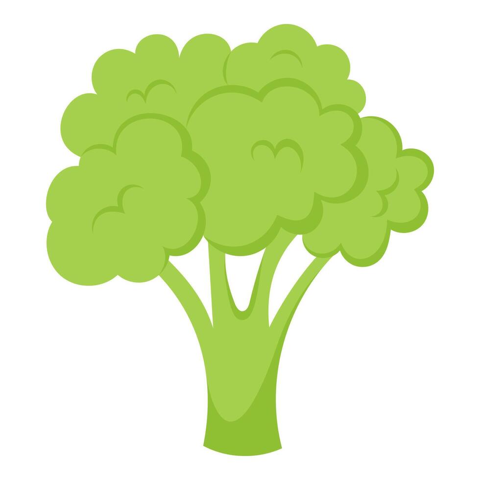 Hand drawn broccoli on white background vector