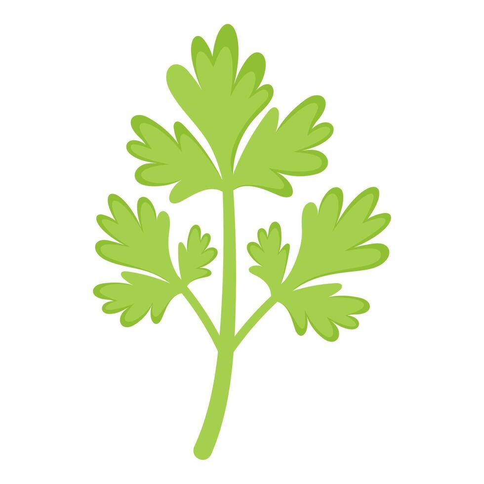 Parsley hand drawn on white background vector