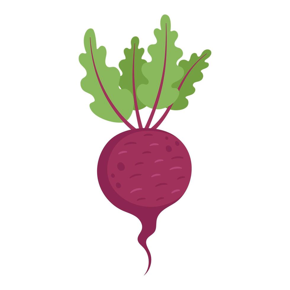 Beetroot with Green Leaves Hand Drawn on White Background vector