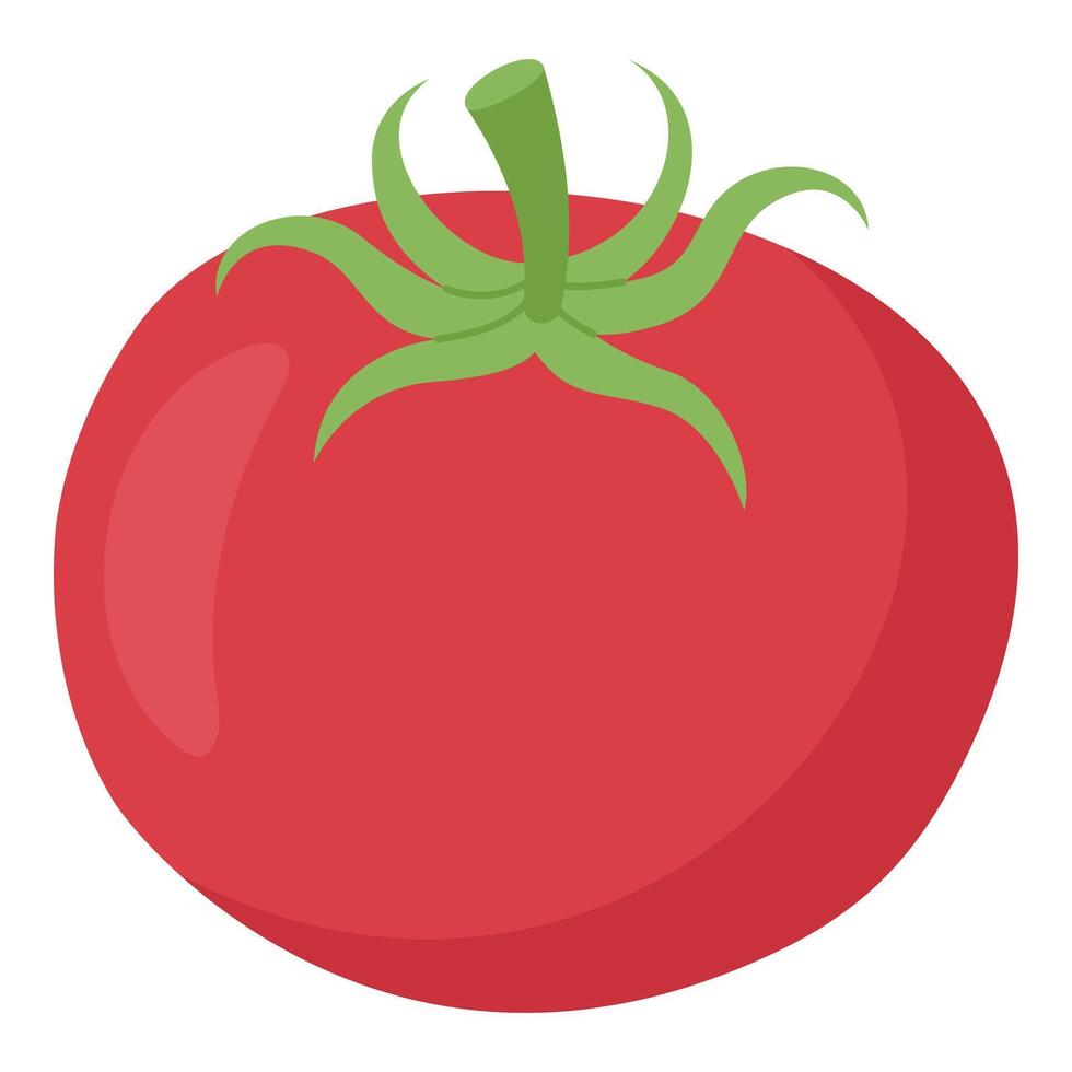 Hand Drawn Red Tomato on White Background vector