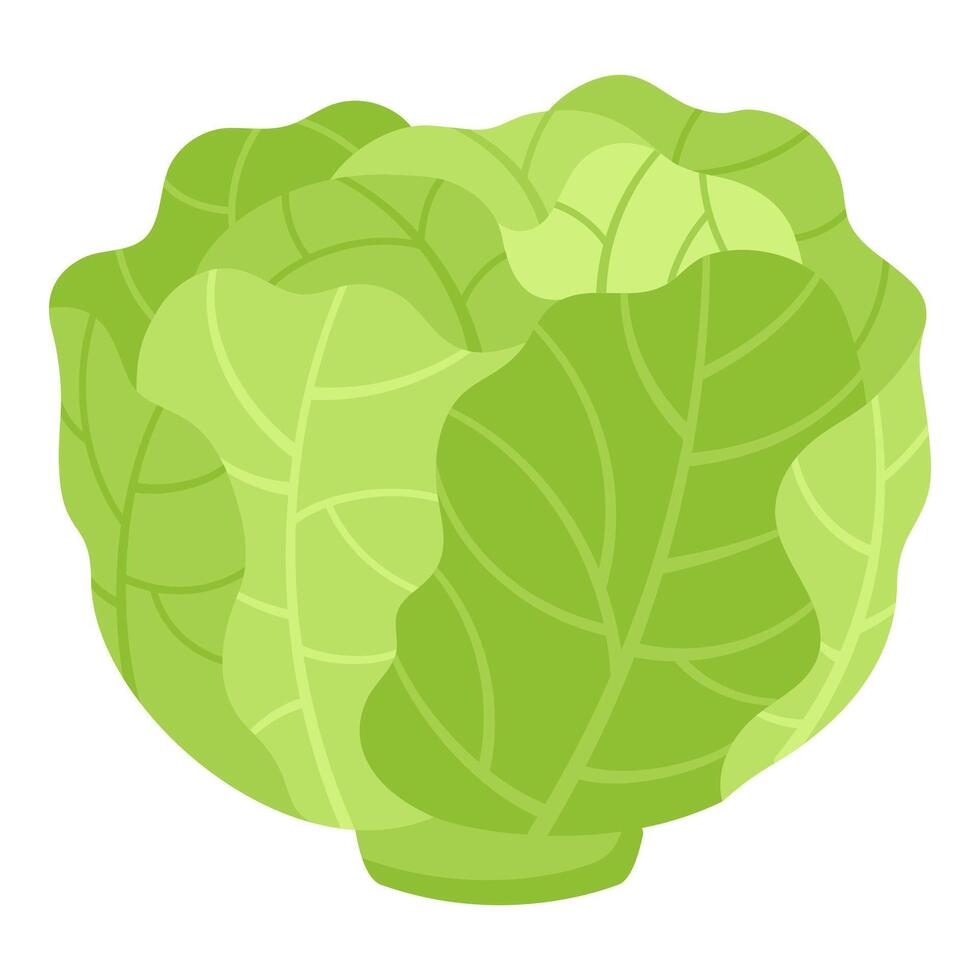 Green Cabbage Hand-Drawn on White Background vector