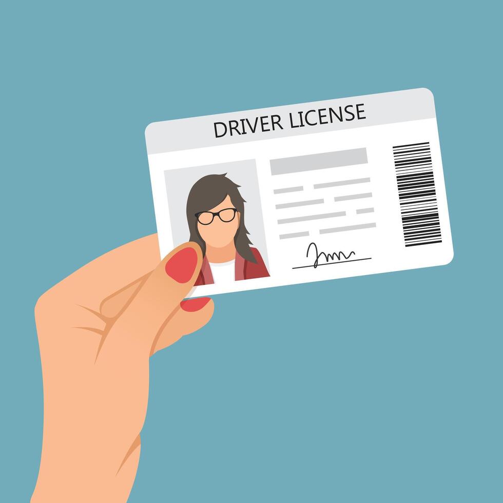 A person holding a driver license vector