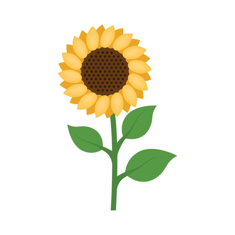 Sunflower flower illustration vector
