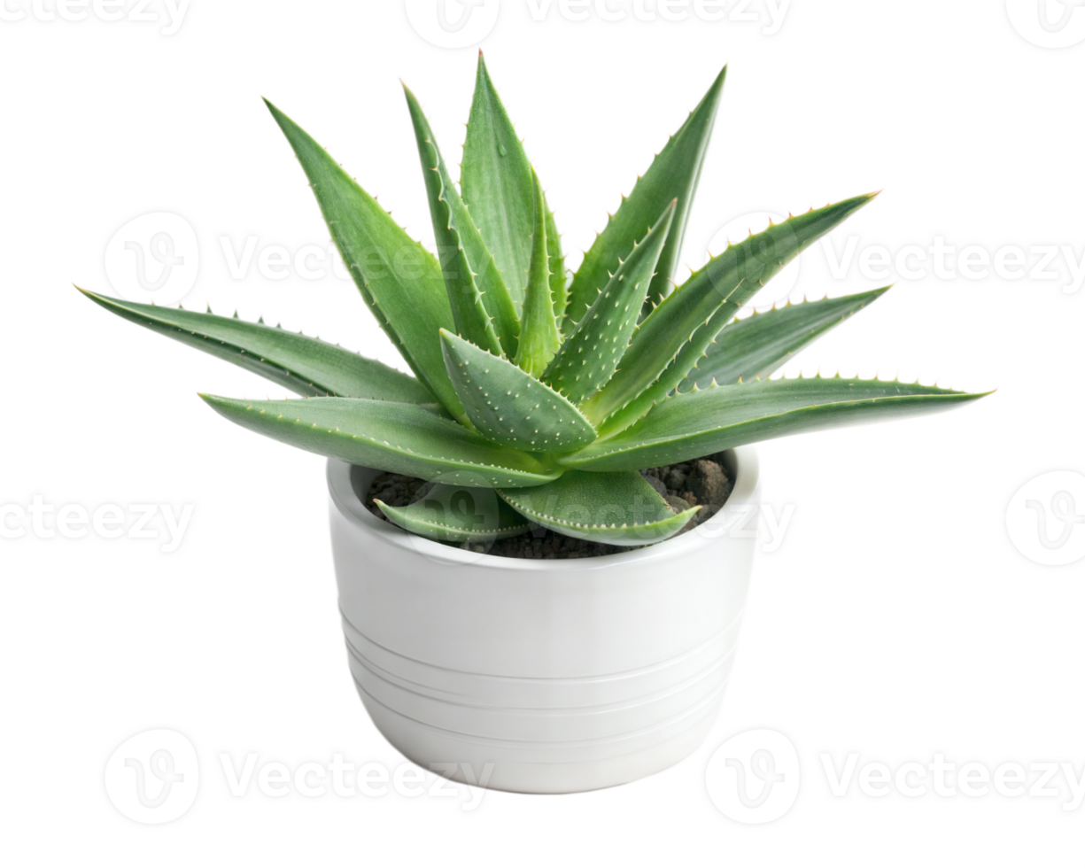 Decorative Aloe Vera Plant In A Small Pot, Houseplant On Transparent Background png