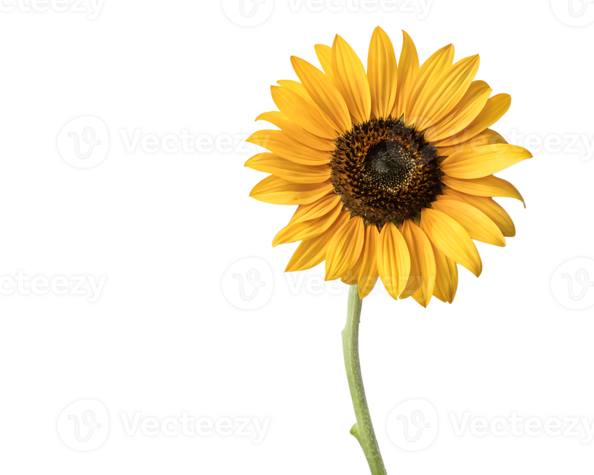 Sunflower with leaf on transparent background, nature-inspired design png