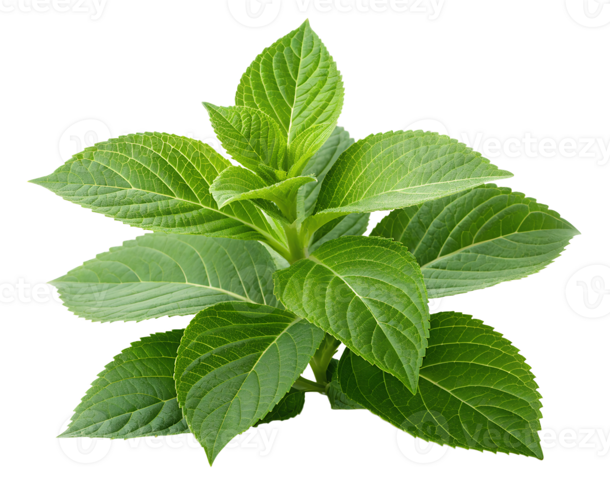 Green plant icon on transparent background, natural and eco-friendly png