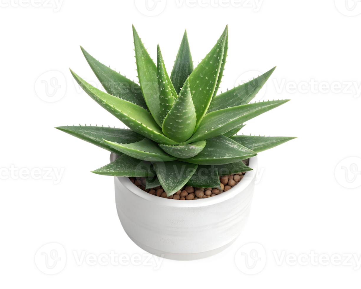 Decorative aloe vera plant in small pot on transparent background png