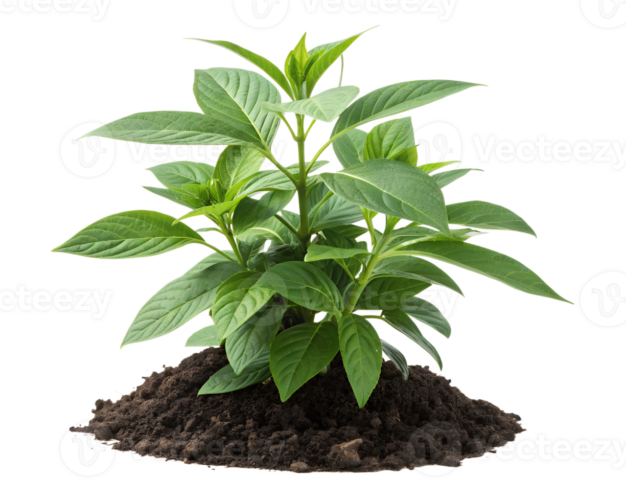 Green Plant, Fresh Foliage On Transparent Background png