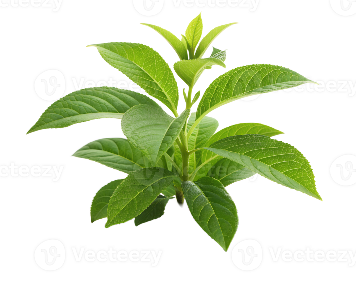 Green Plant, Indoor Decoration On Transparent Background png
