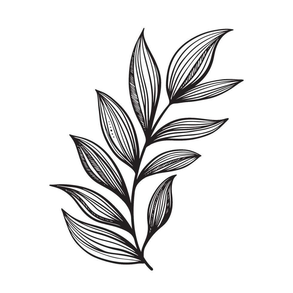 Sketch branch of leaf Hand drawn. Floral illustration. Line. minimalistic, luxurious. For invitations, weddding, cards, design vector