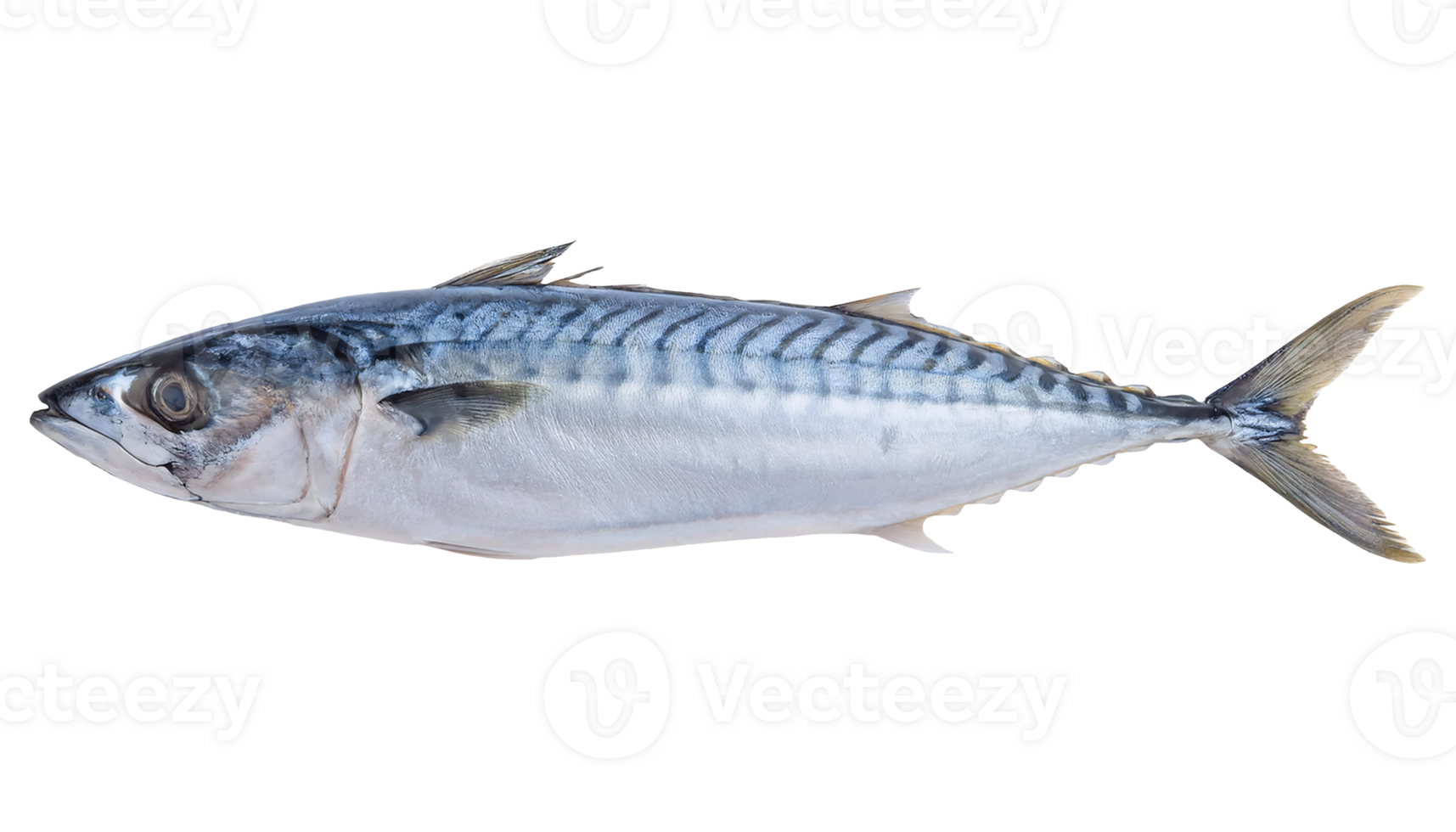 fresh whole mackerel fish on isolated background, seafood ingredient, raw fish for cooking, high protein source, omega-3 rich fish, culinary seafood, healthy marine food png