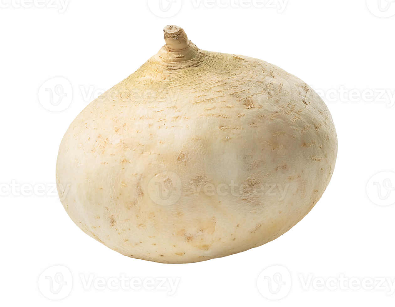 whole fresh jicama root, crunchy and juicy tuber, nutritious and fiber-rich vegetable, organic produce with rough textured skin, on isolated background png