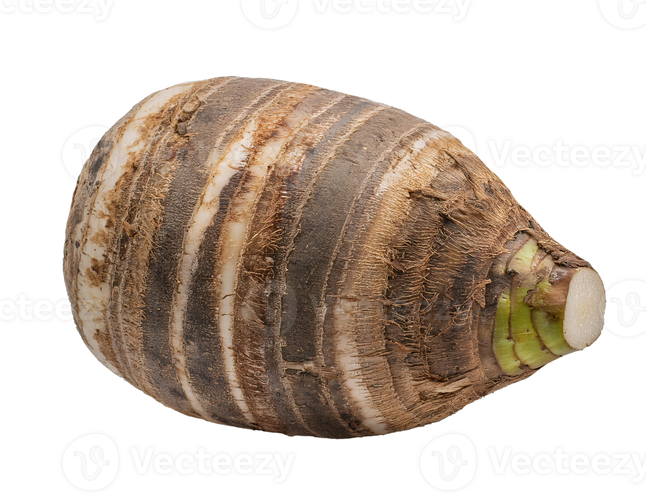 fresh taro root with cut end on isolated background, colocasia esculenta tuber, raw starchy vegetable, organic root crop, tropical edible plant, high-resolution food stock image png