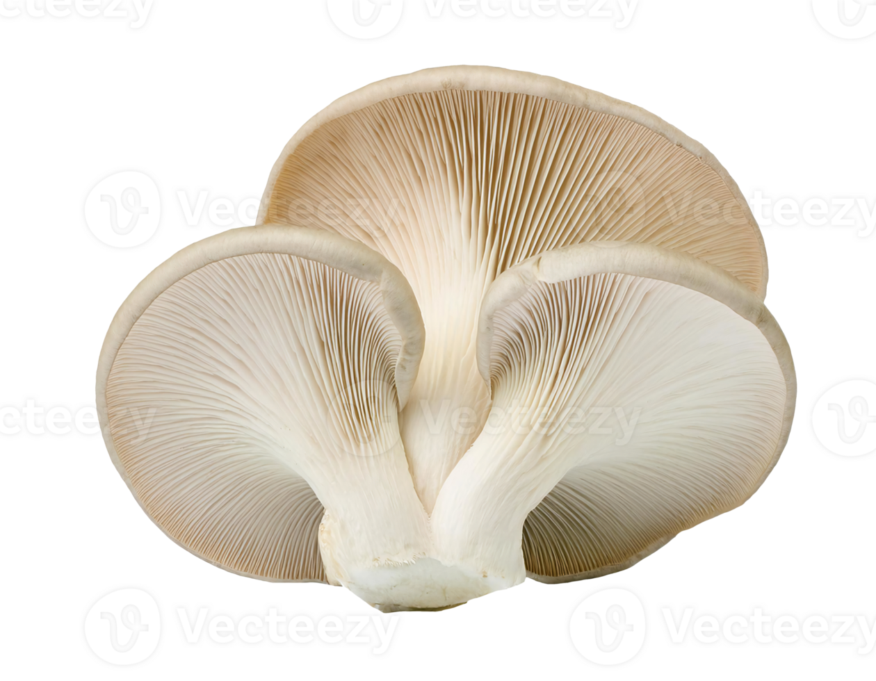 fresh oyster mushroom on isolated background png