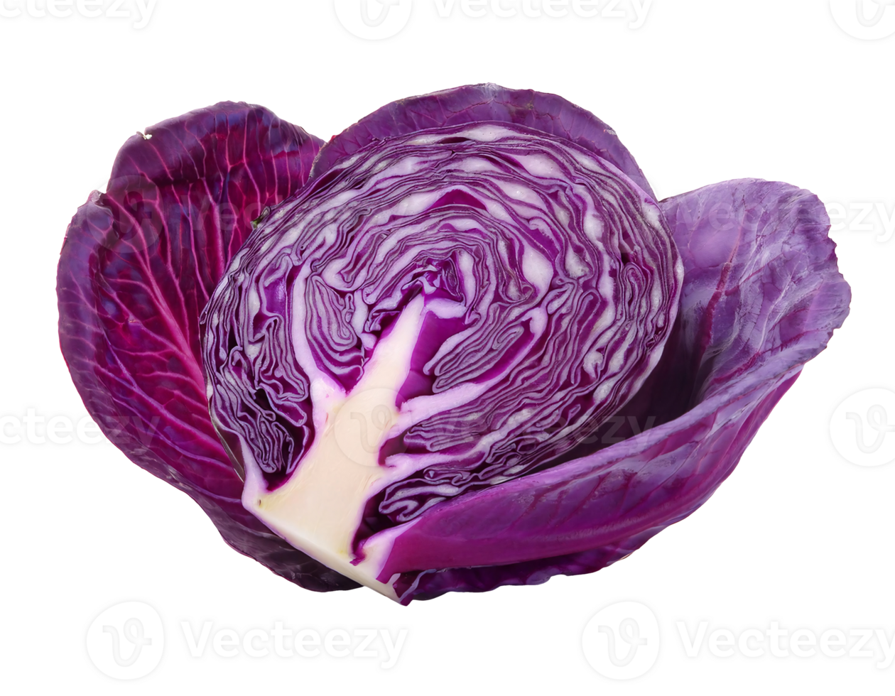 fresh purple cabbage cut in half with outer leaves on isolated background, vibrant red cabbage vegetable rich in antioxidants, healthy organic food ingredient for salads and cooking png