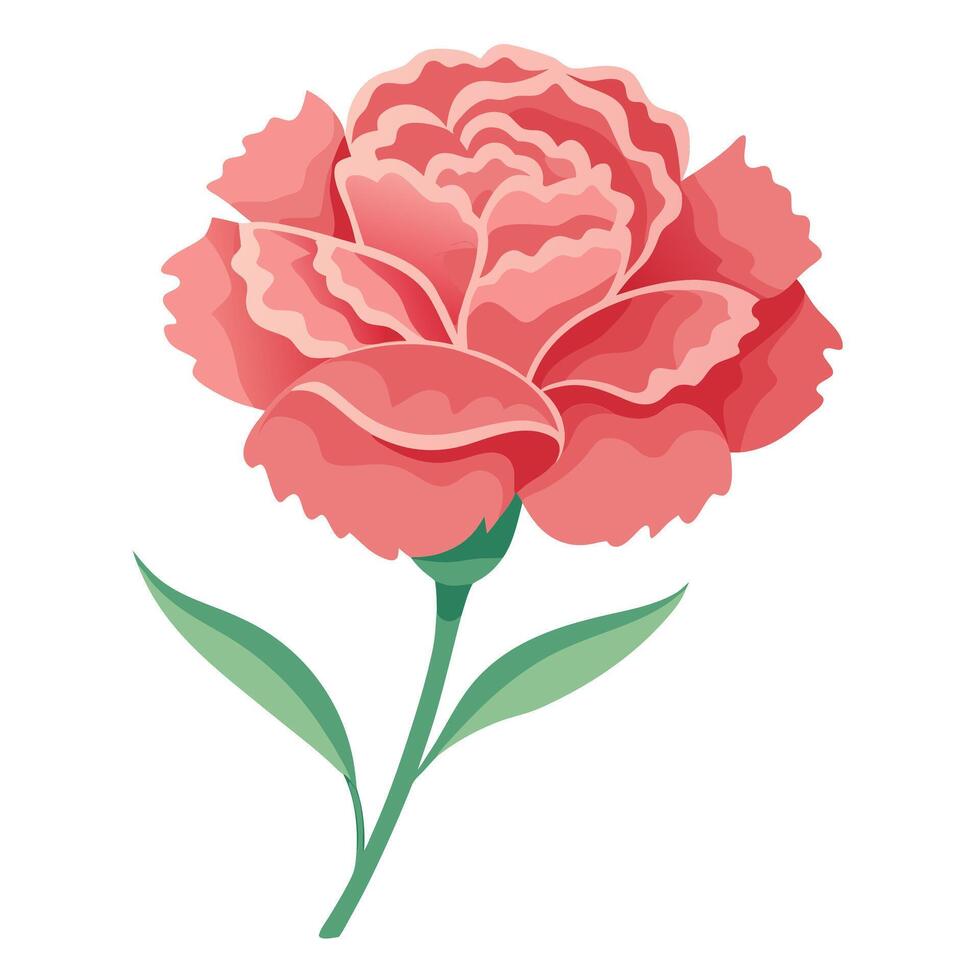 Single Carnation Illustration vector