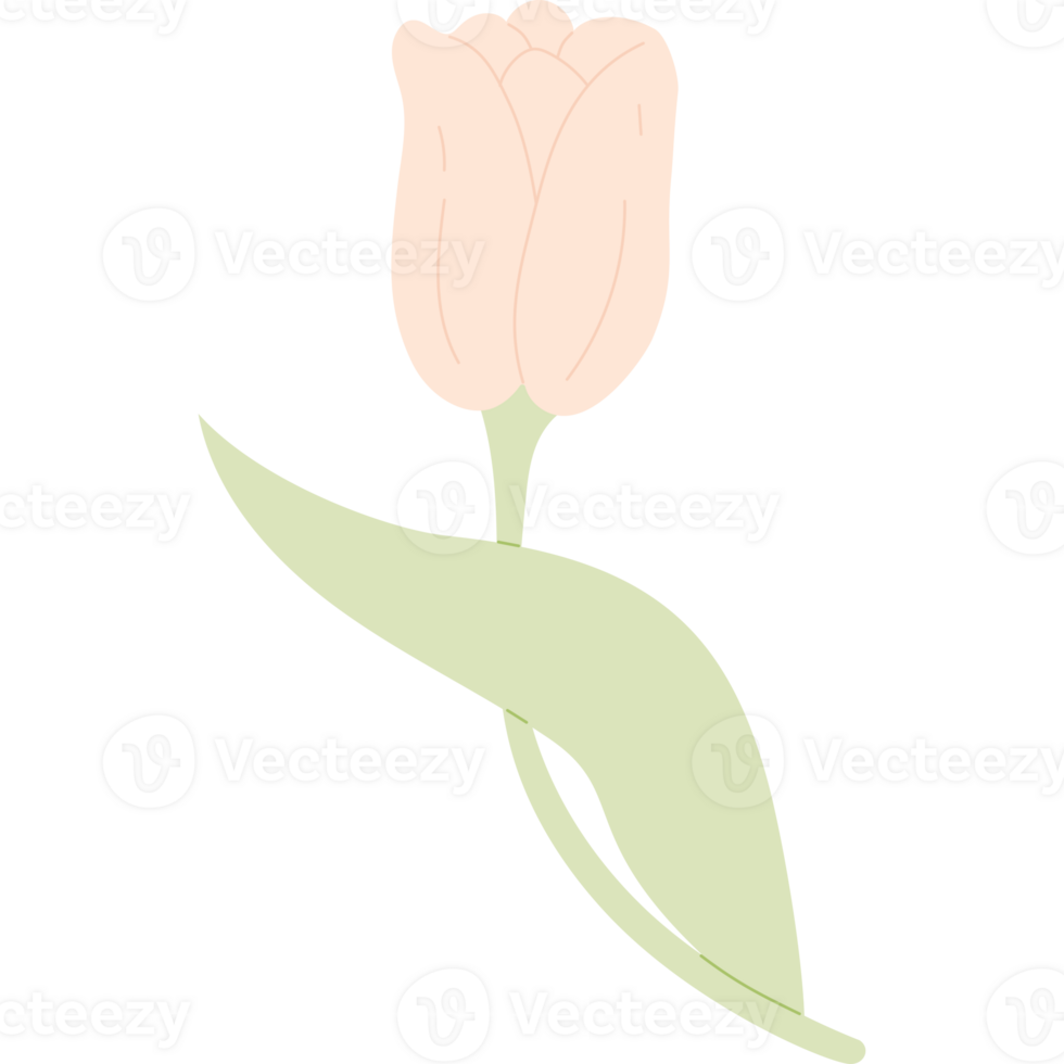 Pink Tulip Spring Flower png