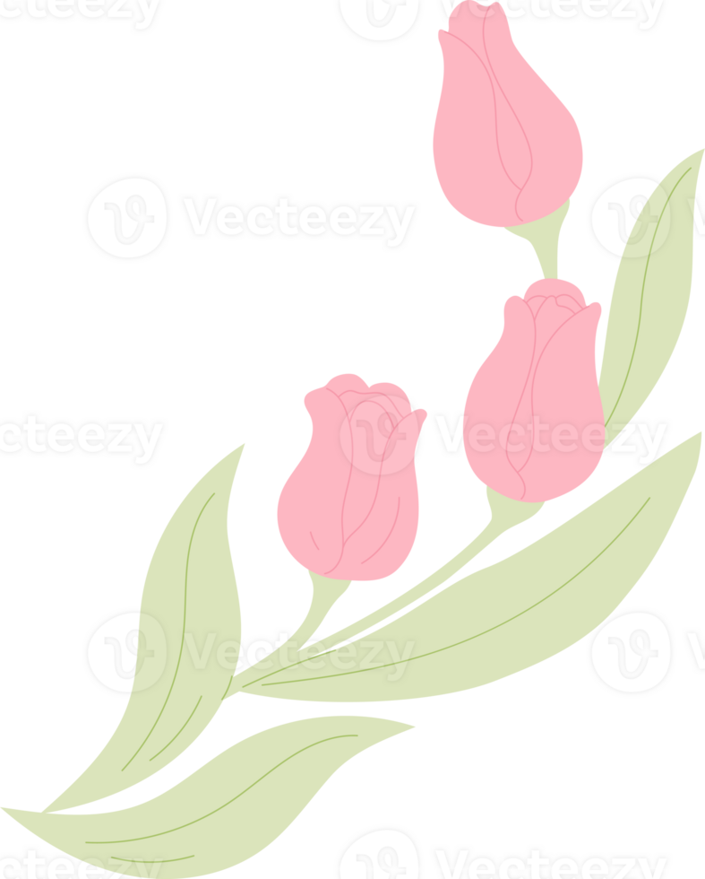 Bouquet Tulips. Spring Flowers. Botanical element png