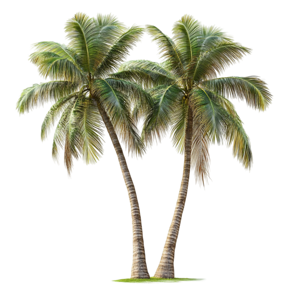 Tropical Palm Trees Isolated on Transparent Background png