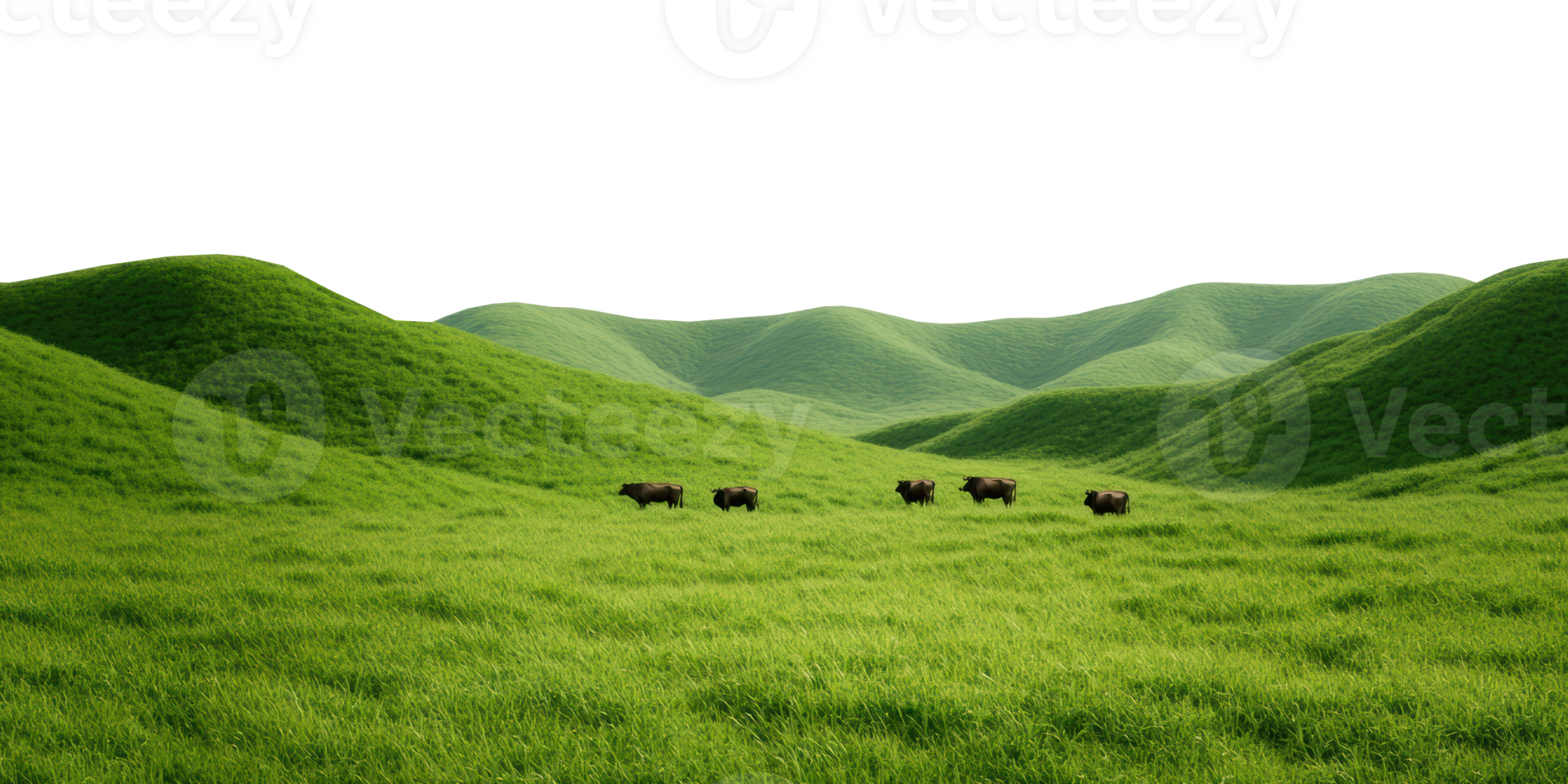 Herd of buffalo grazing on green rolling hills isolated on transparent background png