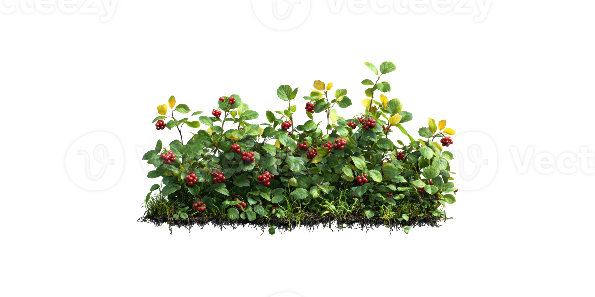 Lush cluster of red berries on green foliage isolated on transparent background png