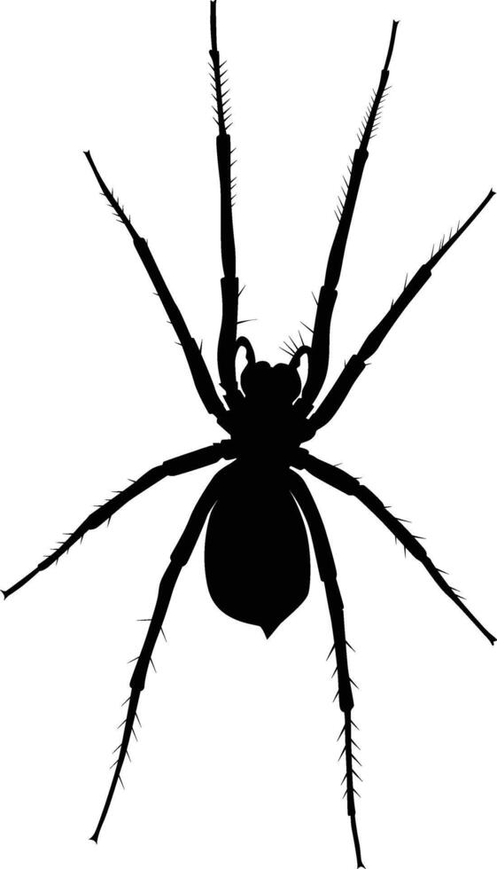 Spider silhouette illustration. Insect animal illustration in black color. vector