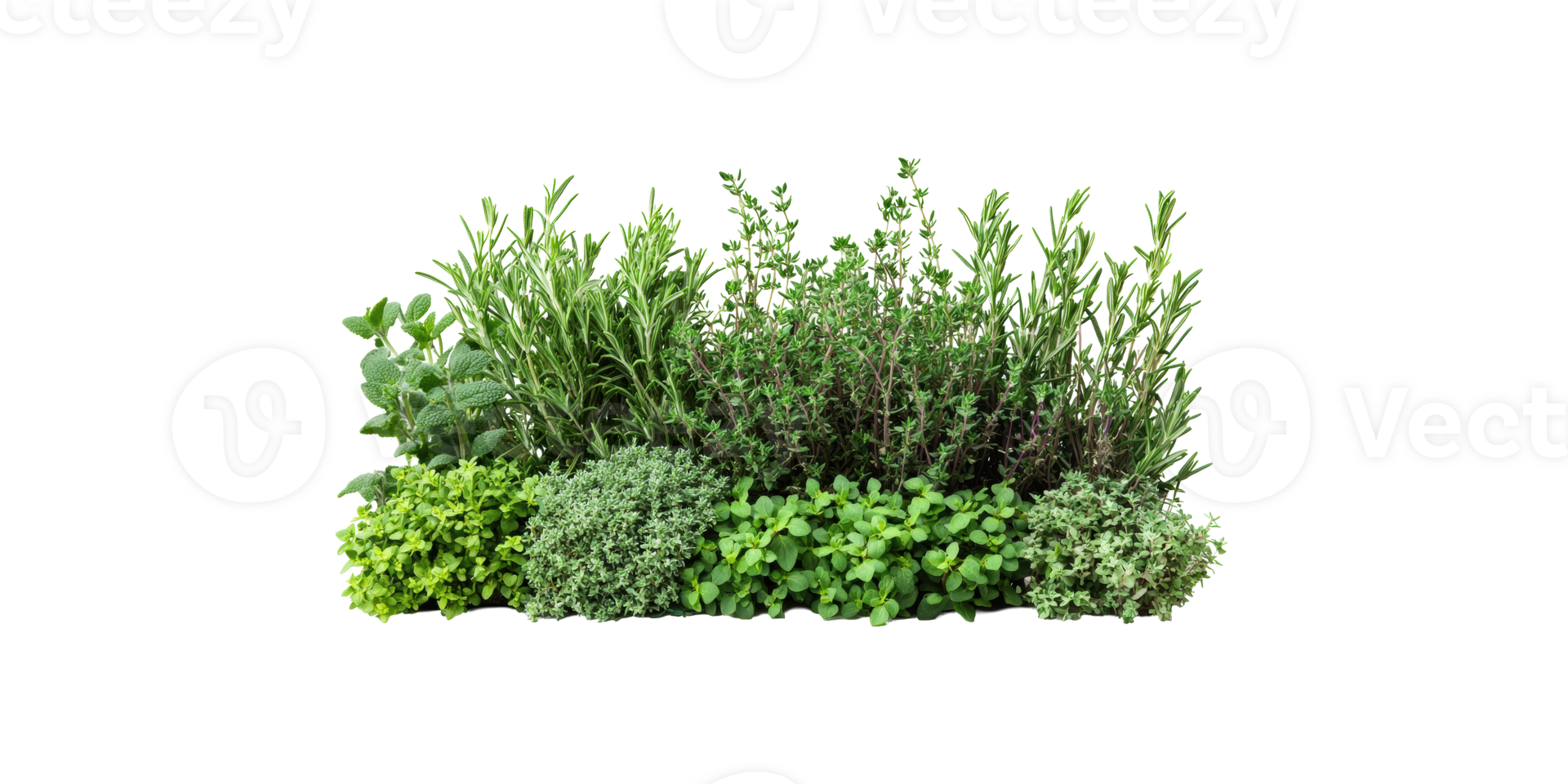 Assorted fresh herbs including rosemary and thyme isolated on transparent background png