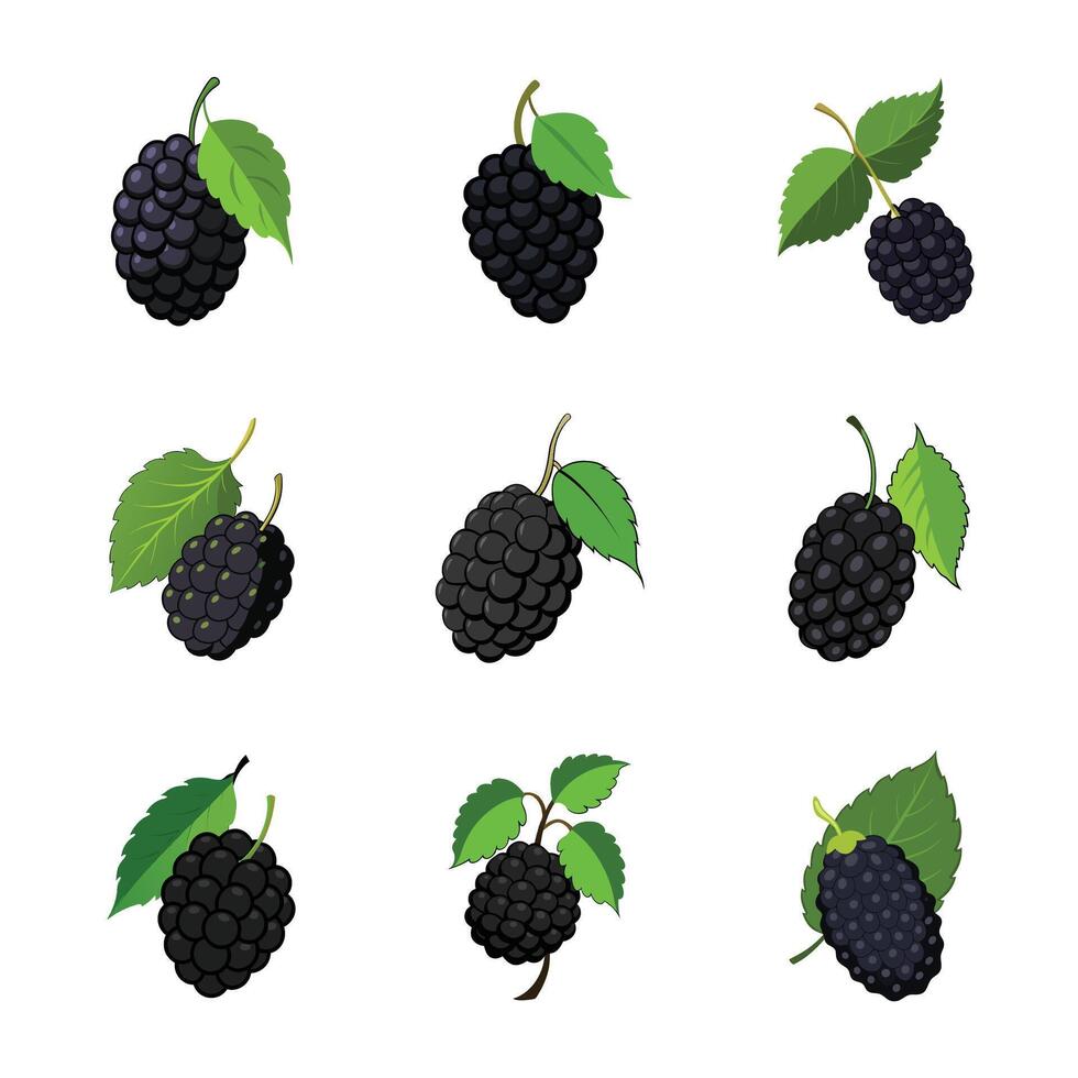 Fresh blackberry fruit set vector