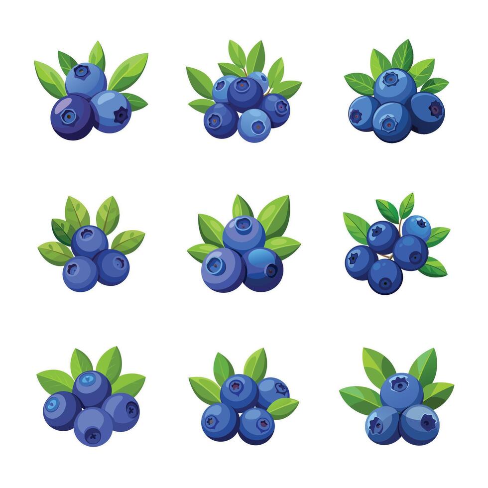 Blueberry fruit set vector