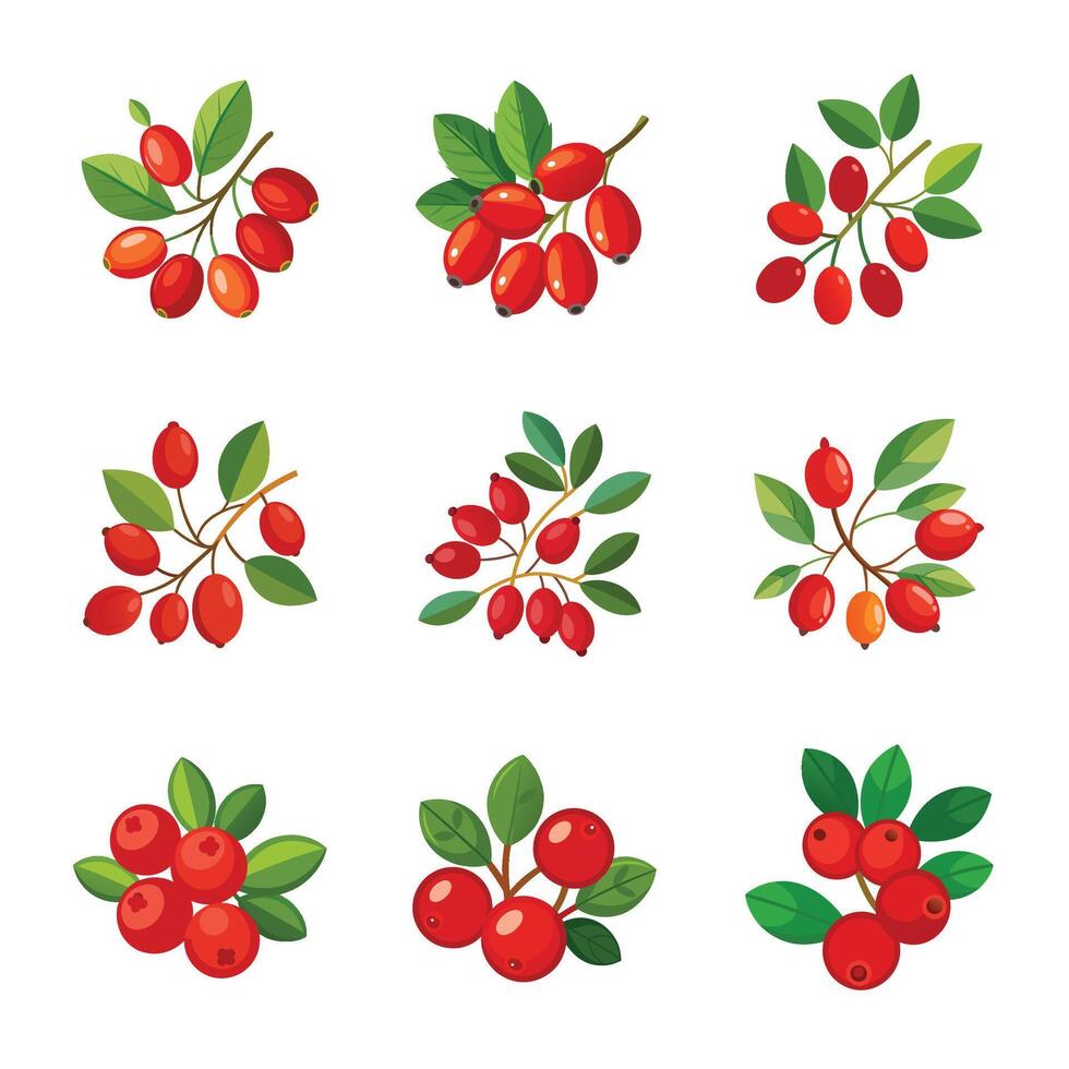 Fresh red currant fruit vector