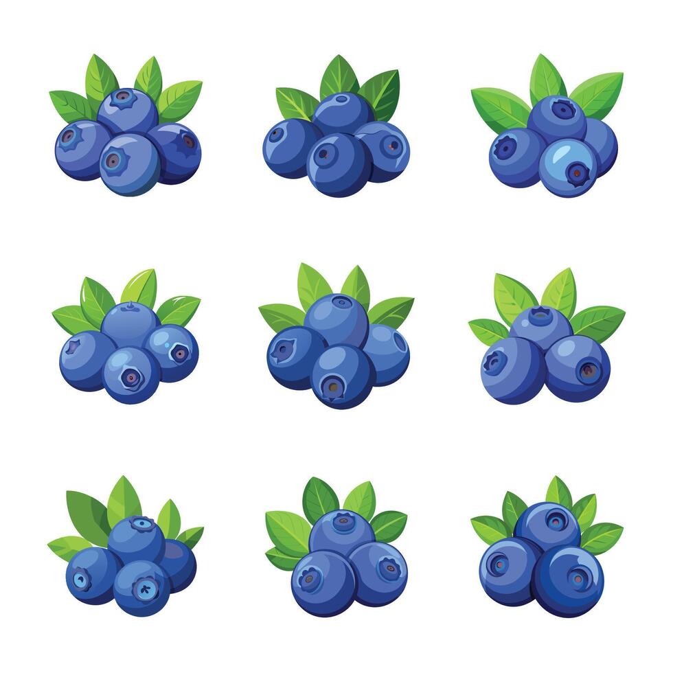 Blueberry fruit on white vector