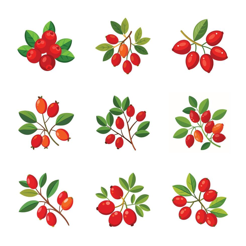 Red currant fruit set vector