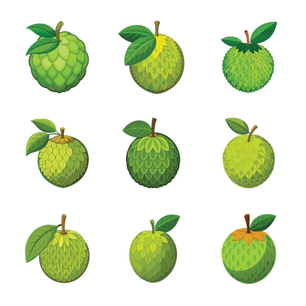 Durian fruit set vector