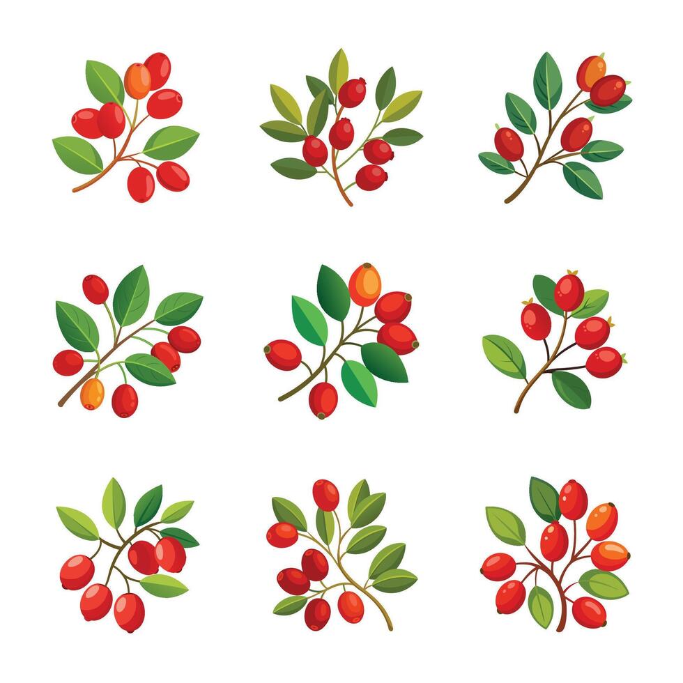 Berry fruit set vector