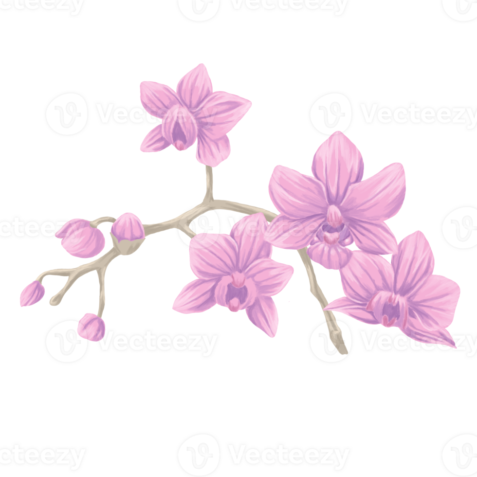 pale purpleorchid Branch painting botanical illustration png
