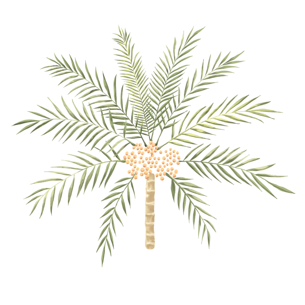 Date tree plant botanical painting illustration png