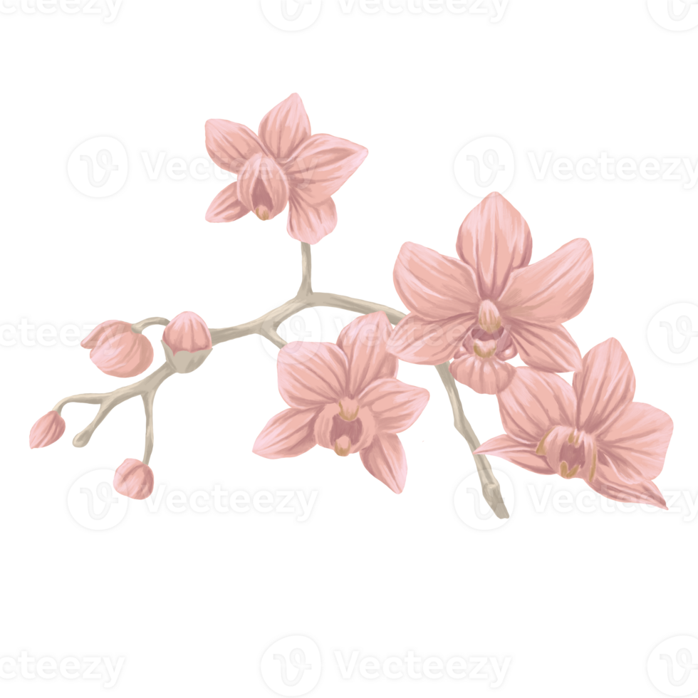 pinkorchid Branch painting botanical illustration png