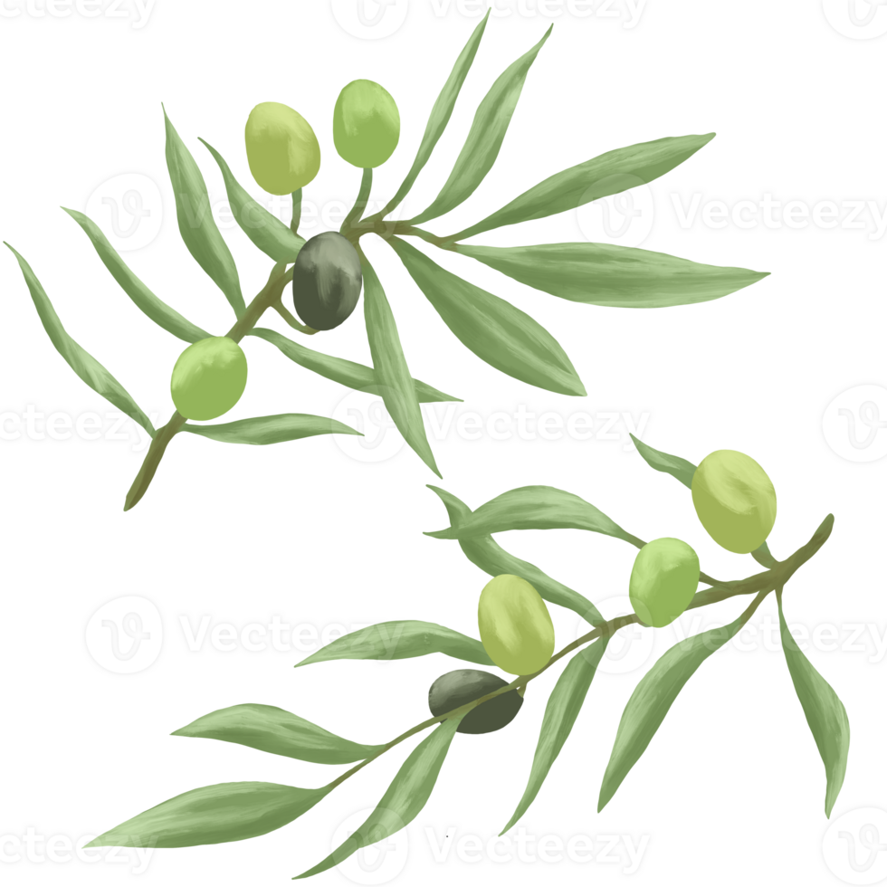 Olive Branch painting botanical Illustration png