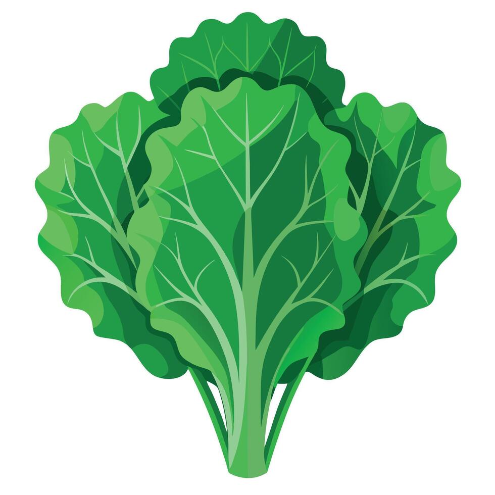 Fresh Kale Art, , Icon and Graphic, Flat Vegetables Illustration Design On White Background vector