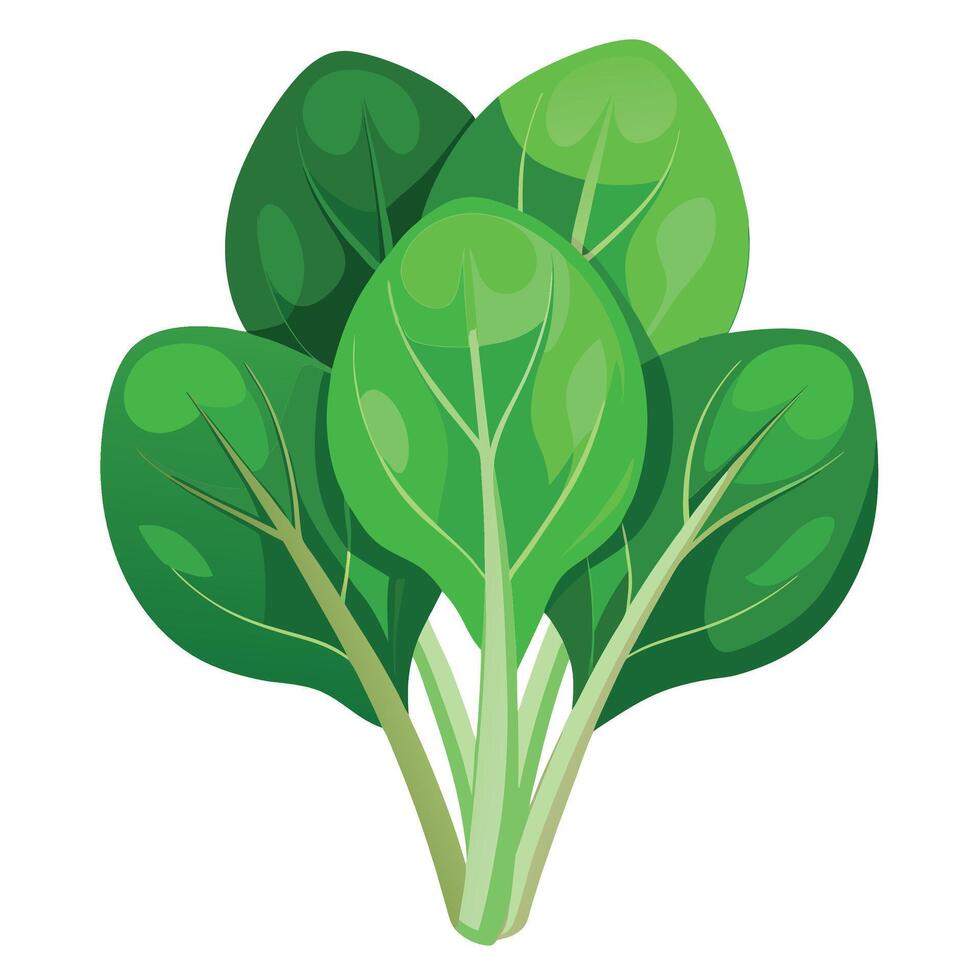 Fresh Spinach Art, , Icon and Graphic, Flat Vegetables Illustration Design On White Background vector
